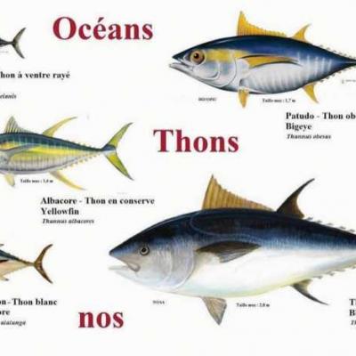 Thon rouge ob se albacore germon patudo thon blanc listao bluefin conserve jir 186643